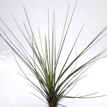 Tillandsia 'Spike'
