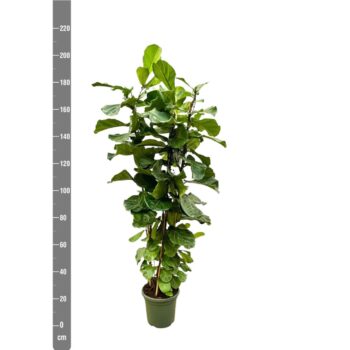 Ficus Lyrata toef - 220cm