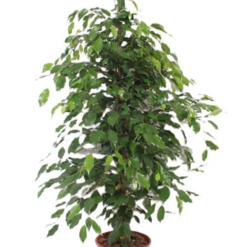 Ficus Exotica