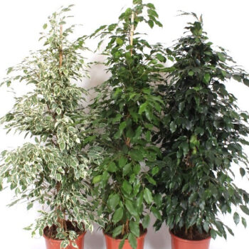Ficus Mixkar