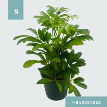 Schefflera Arboricola Luseana