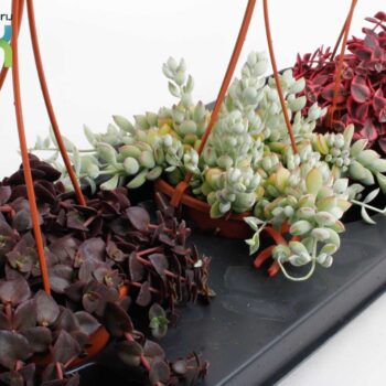 Crassula Marginalis mix