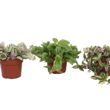 Tradescantia Mix 12CM - vrije mix