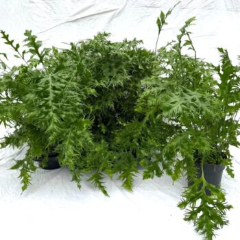 Asplenium Hawaiian Sunshine