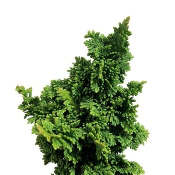 Thuja occ. Primo