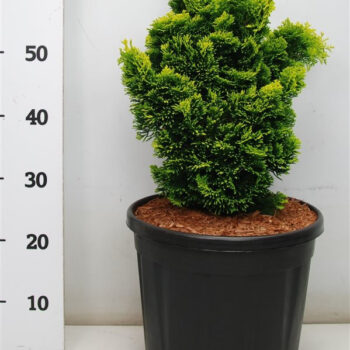 Chamaecyparis o. 'Aurora'