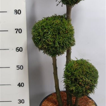 Thuja occ. 'Smaragd'