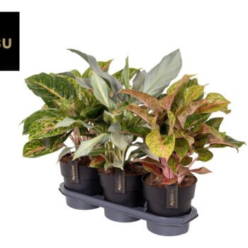 Aglaonema Special Mix