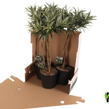 Dracaena reflexa Valentina gevlochten stam in fust 352