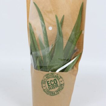 Aloe Vera 12cm 2 stek - ECO Hoes