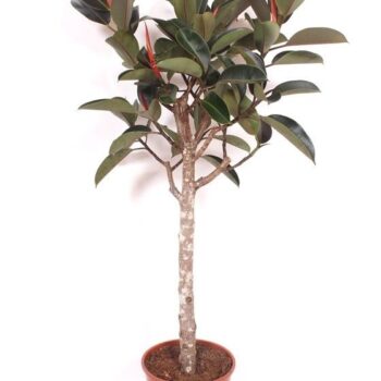 Ficus Burgundy
