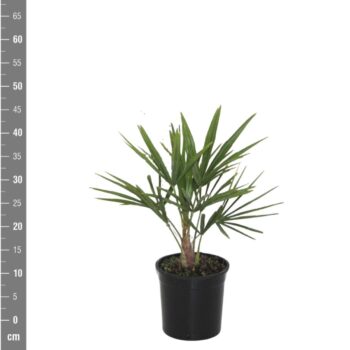 Trachycarpus Fortunei - 40cm