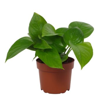 Epipremnum Jade 12cm