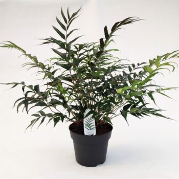 Cyrtomium devexiscapulae