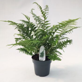 Dryopteris filix-mas