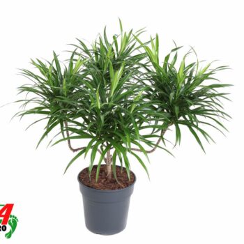 Dracaena Anita Varriegata Kandelaar