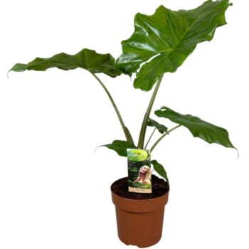 Alocasia Portodora