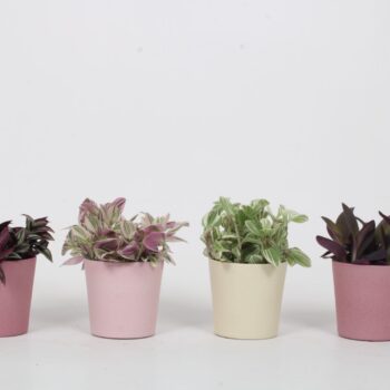 Tradescantia Mix in Joy Keramiek