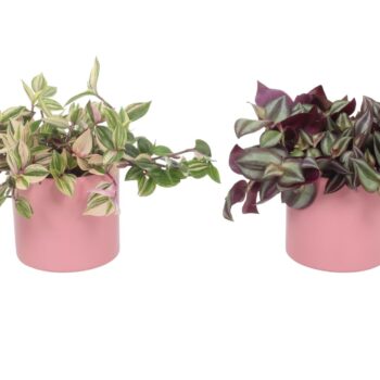 Tradescantia mix in Rosa (pink) keramiek