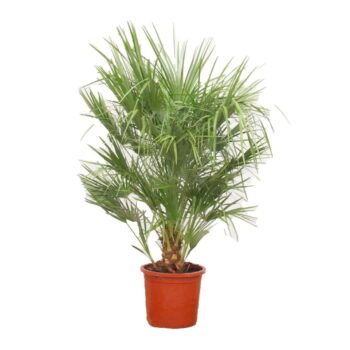Chamaerops Humilis - 150cm