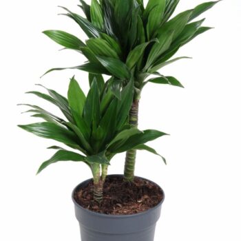 Dracaena Green Jewel 30-10