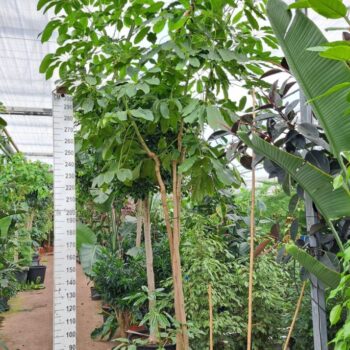 Schefflera Amate multistam 500