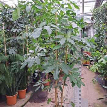 Schefflera Amate toef 300