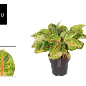 Aglaonema Iguana Red