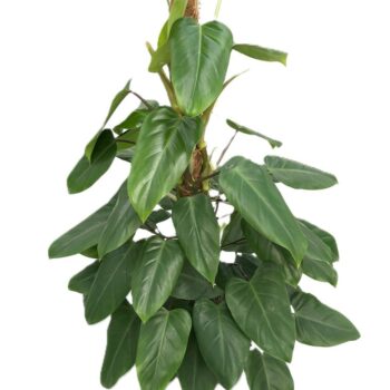 Philodendron 'Emerald Queen'