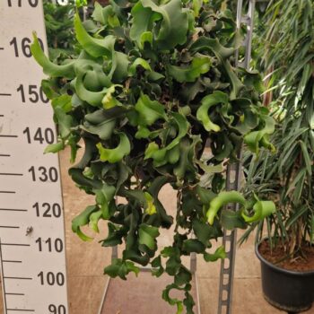 Epiphyllum guatemalense subsp. monstrose hangplant