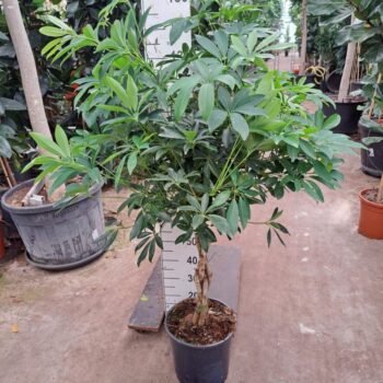 Schefflera arboricola 'Compacta' gevlochten stam 150