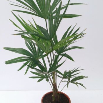 Trachycarpus fortunei