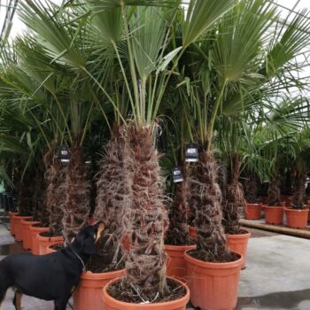 trachycarpus fortunei