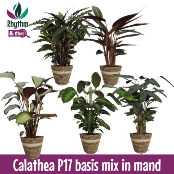 Calathea Mix 17cm in Mand