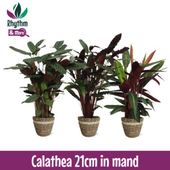 Calathea gemengd 21cm in Mand