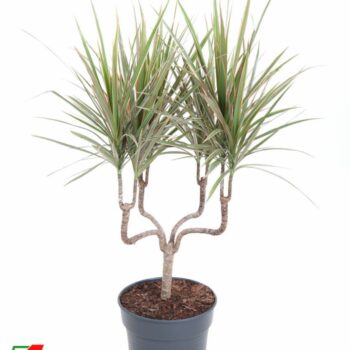 Dracaena Bicolor Kandelaar