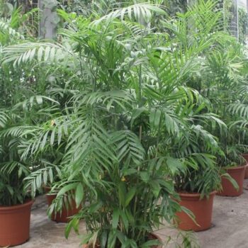 Chamaedorea Seifrizii