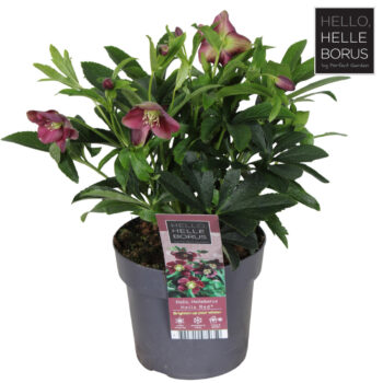 Helleborus orientalis 'Hello Red' P17