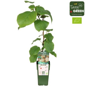 Actinidia deliciosa 'Jenny' Bio P15