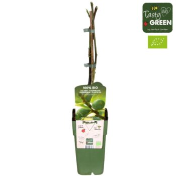 Ficus carica 'Brown Turkey'