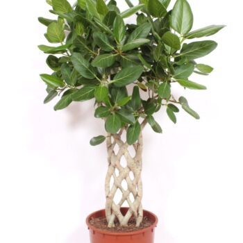 Ficus Benghalensis