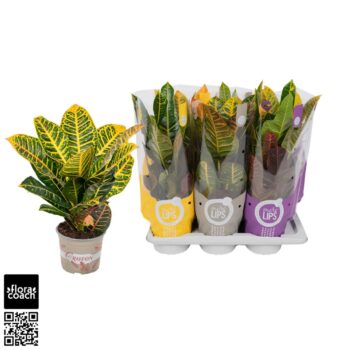 Croton Mix Excellent en Petra "MoreLIPS®" Design Hoes