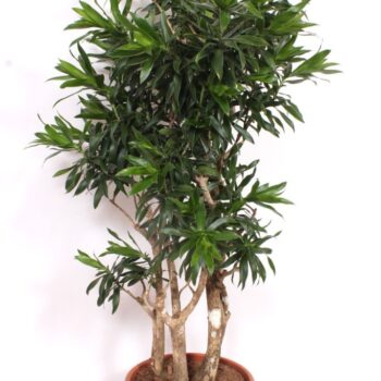 Dracaena reflexa