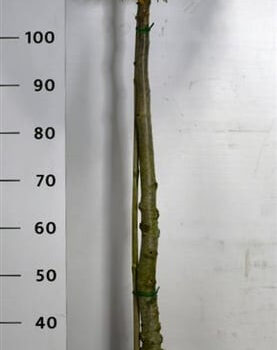 Thuja occ. &#039;Brabant&#039;