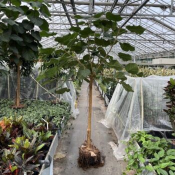 Ficus auriculata everest stam k38/20 h300