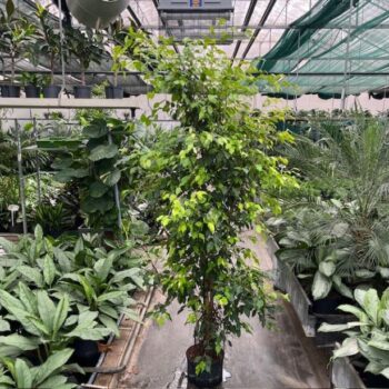 Ficus monique gold 28/19 h220