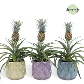 Ananas Mi Amigo Rica