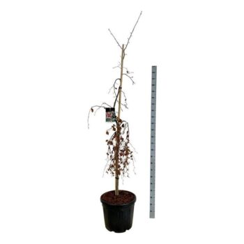 Fagus syl. 'Purple Fountain'