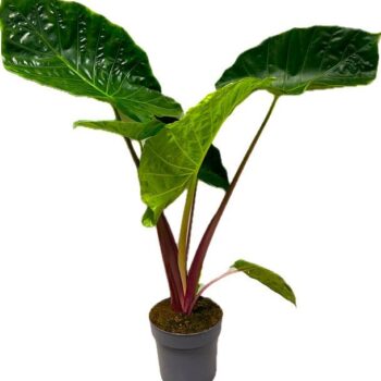 Alocasia Imperial Red 24 cm