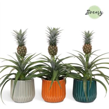 Ananas Mi Amigo Milaan